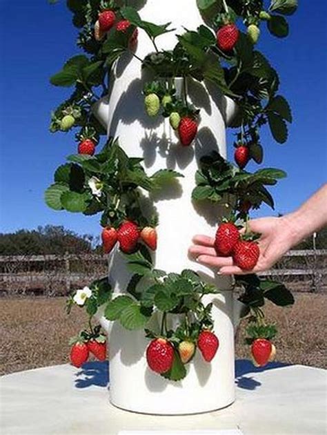 Diy Vertical Pvc Strawberry Tower Planter Instruction - vrogue.co