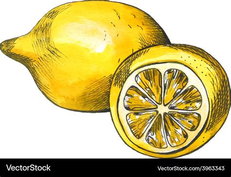 Hand drawn watercolor lemon sketch with ink Vector Image