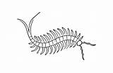 Centipede coloring page  ColouringPages sketch template