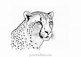 Free Printable Cheetah Coloring Page For Kids sketch template