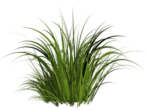 Grass transparent PNG - StickPNG