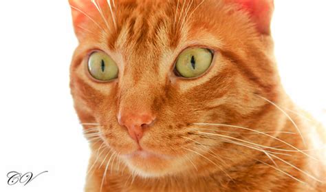 Green eyes | Model: Bimbo, the tabby cat. Date: 16/09/17 Pla… | Flickr