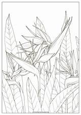 Tropical Leaves coloring Page audrey Chenal – Artofit sketch template