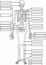 Human Anatomy And Physiology Coloring Pages sketch template