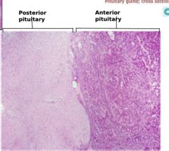 HISTOLOGY PORTION OF LAB EXAM | Quizlet