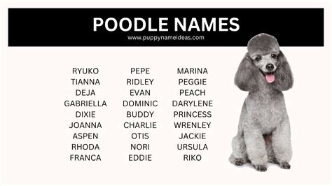 385+ Poodle Names (With Meanings)