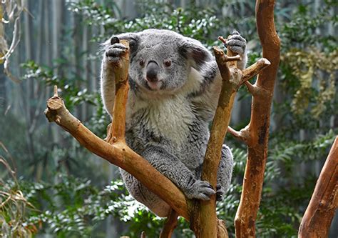 Rent a Wild Animal in Australia: A Conservation Innovation?