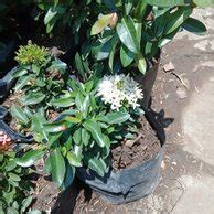 Paling Keren 26+ Gambar Bunga Asoka Putih - Gambar Bunga Indah
