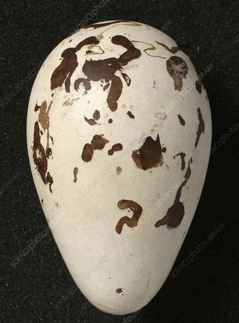 Great auk egg - Stock Image - C010/8590 - Science Photo Library