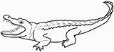 Alligator coloring Page  Free Printable Coloring Pages sketch template