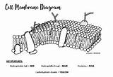 Cell Membrane Diagram Worksheet Sketch Coloring Page sketch template