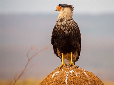 Carcara | Smithsonian Photo Contest | Smithsonian Magazine