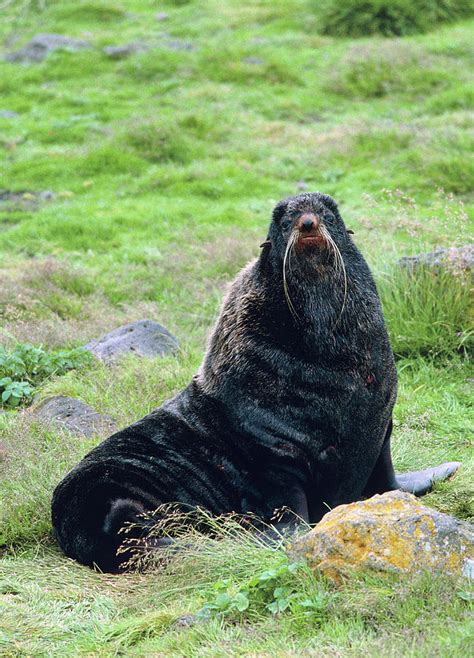 Northern Fur Seal Photograph by William Ervin/science Photo Library