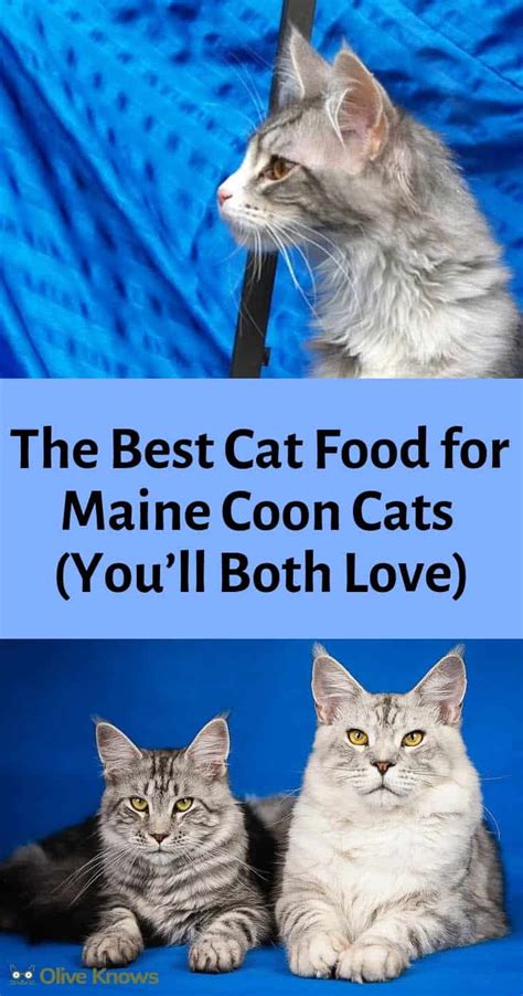 The Best Cat Food for Maine Coon Cats (You'll Both Love) - OliveKnows