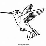 Cute Hummingbird Drawing Coloring Page sketch template
