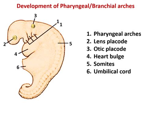 Development of pharyngeal Arches, Pouches