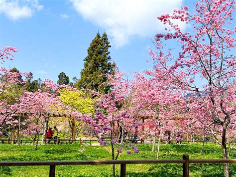 Alishan to offer cherry blossom steam train rides - Taipei Times