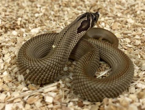 10 Stunning Western Hognose Snake Morphs