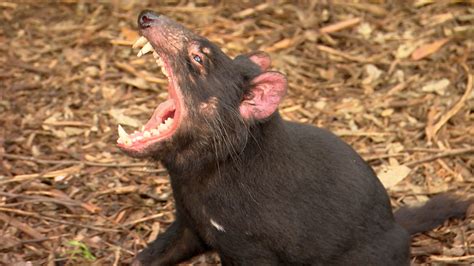 72 Dangerous Animals Australia - National Geographic for everyone in ...