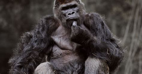 Ivan the Gorilla captured in wild as baby lived in US shopping mall for 27 years | Ivan the ...