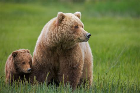 Grizzly Cub With Mom In Grass Fine Art Photo Print | Photos by Joseph C ...