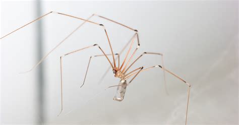 Cure-All Pest Control - Fact Or Fiction: Are Daddy Long Legs Spiders The Most Venomous Spider? News