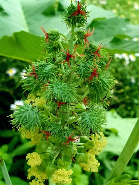 类似蓖麻的植物图片,蓖麻树图片_大山谷图库