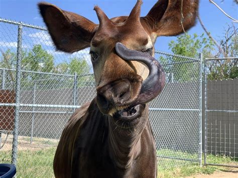 The Marvelous Journey of the Animal, Okapi