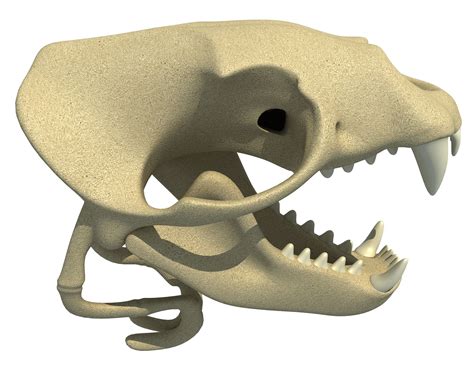 Sea Lion Zalophus Skull 3D model | CGTrader