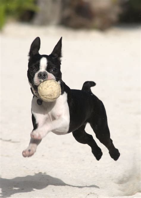 Fichier:Boston Terrier Dog 002.jpg — Wikipédia
