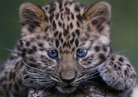 7 Of The Cutest Endangered Species