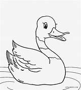 Duck Coloring Pages Printable Kids Cool2bkids sketch template
