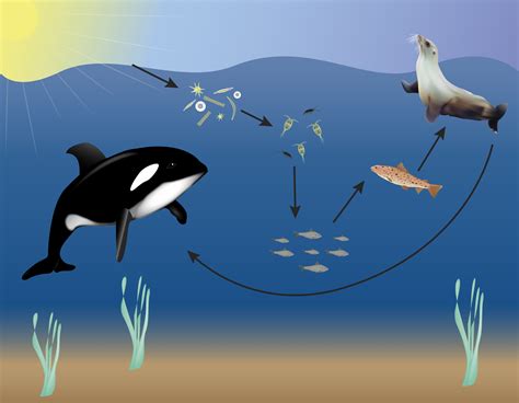 Ocean Food Web | Science project | Education.com | Ocean food web, Food web, Ocean ecosystem