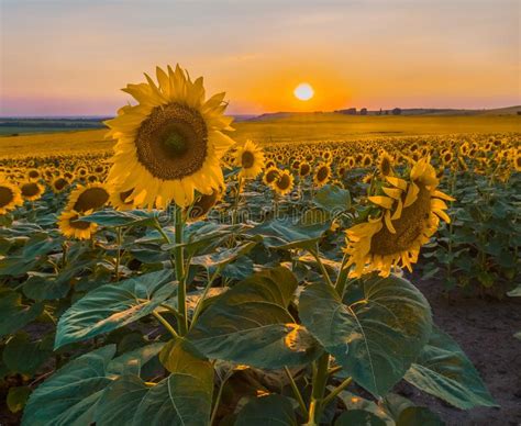 Sunflower at Sunset. Blooming Sunflower in the Stavropol Region Stock Photo - Image of territory ...