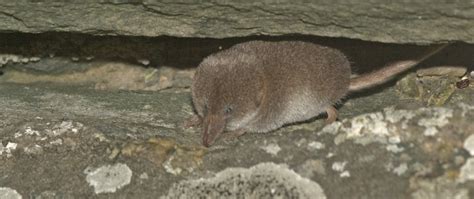 Pygmy shrew – The Vincent Wildlife Trust