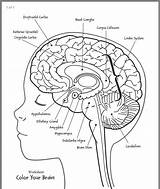 Brain Coloring Sheet For Kids sketch template
