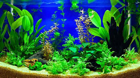 Plants in Aquarium Pros and Cons: Our Fascinating Guide