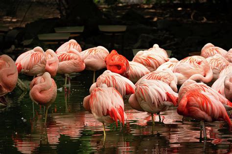 Flamingo Flock Photograph by Courtney Bogle - Pixels