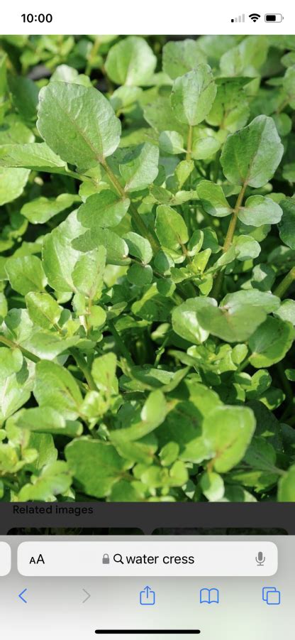 Watercress - Local Seeds