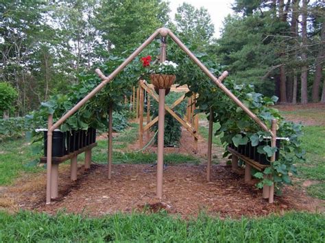 Pin by Julie Hagedorn on Ötletek a kertben | Garden trellis, Plants, Cucumber trellis