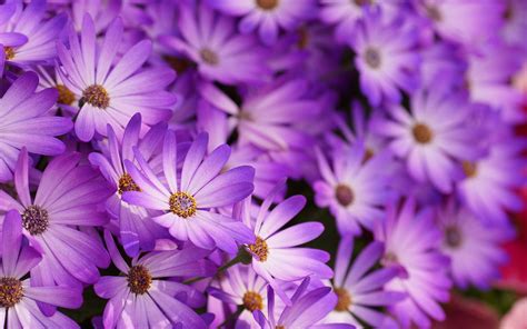 Purple Flower White Background (41+ images)