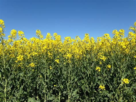 How British Farmers Are Making Rapeseed (Canola) Posh And Flavorful : The Salt : NPR