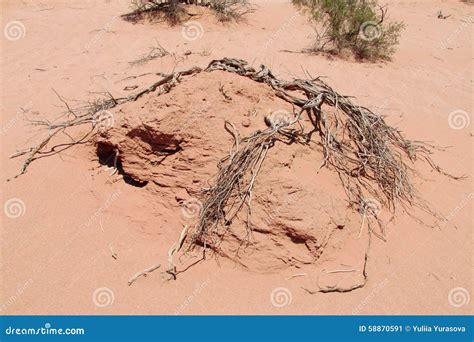 Red sand desert dead bush stock image. Image of grass - 58870591