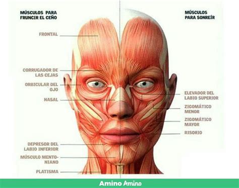 Musculos De La Cara Musculos De La Cara Anatomia Dental Musculos De La Cara Anatomia – Otosection