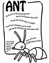 Ant  crayolabe sketch template