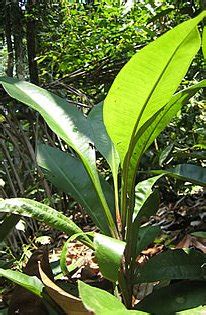 TROPICAL HERBAL-Kacip Fatimah (Labisia Pumila, Myrsinaceae, Selusoh ...