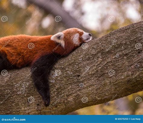 Sleeping red panda stock image. Image of sleeping, white - 65575253