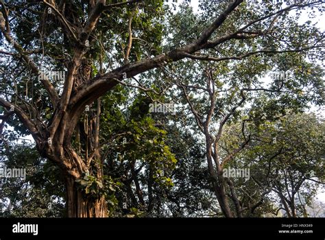 Botanical Garden Kolkata India Stock Photo - Alamy