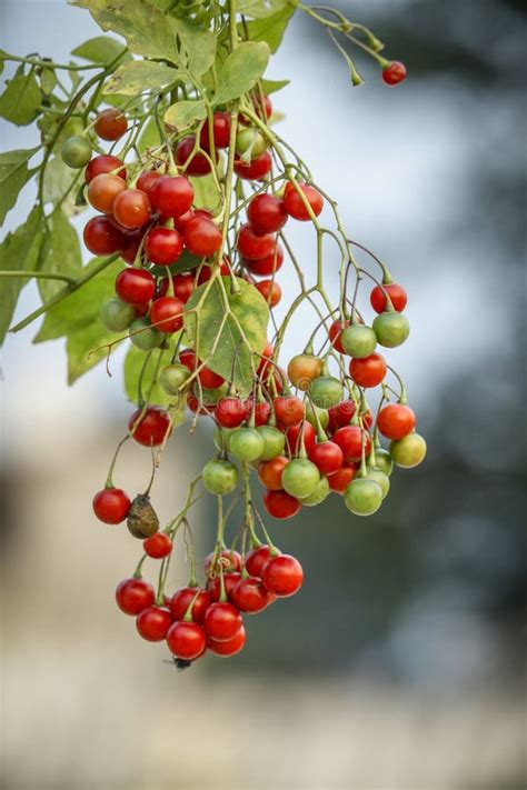 Bittersweet Nightshade Berries Stock Photo - Image of bunch, former: 170376690