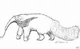 Anteater Coloring Pages Aardvark Animal Printable Drawing Color  sketch template